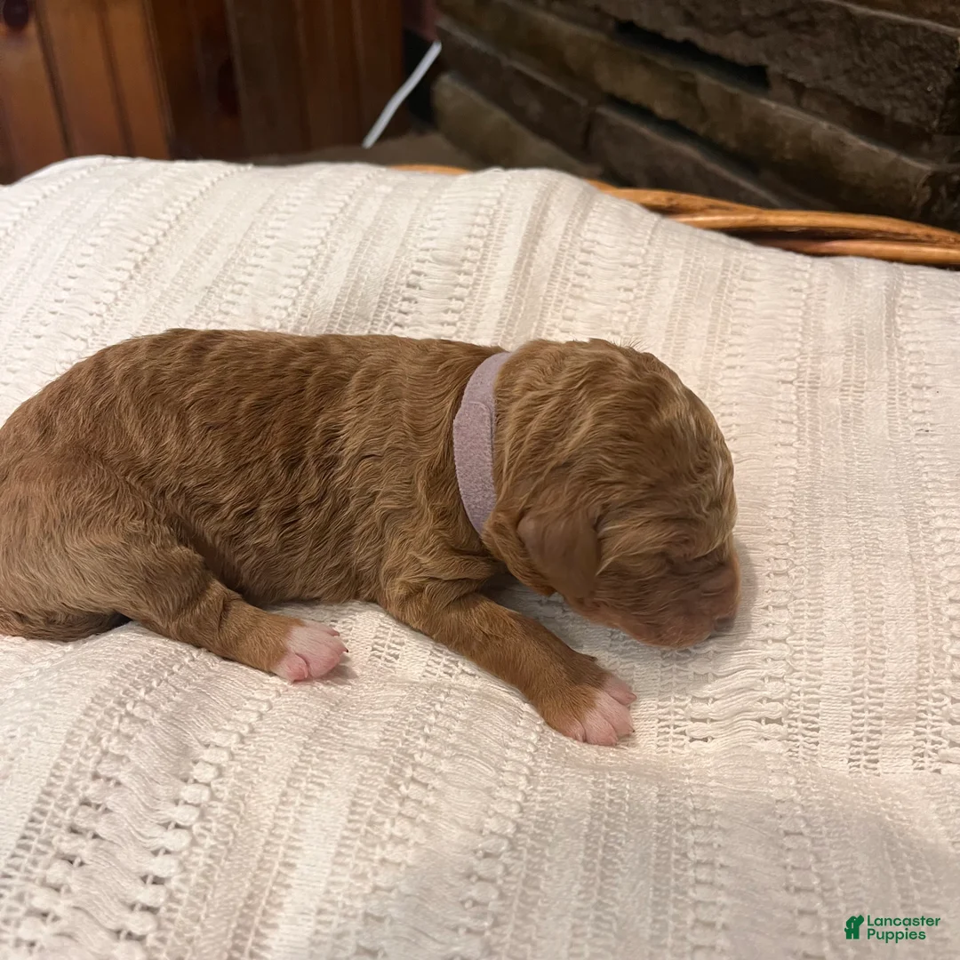 Irish Doodle dogs for sale: Light Purple Collar - “Holly” - Ad 2