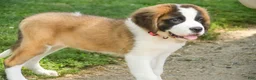 Saint Bernard dogs for sale: Wendeline Saint Bernard  - Ad 3
