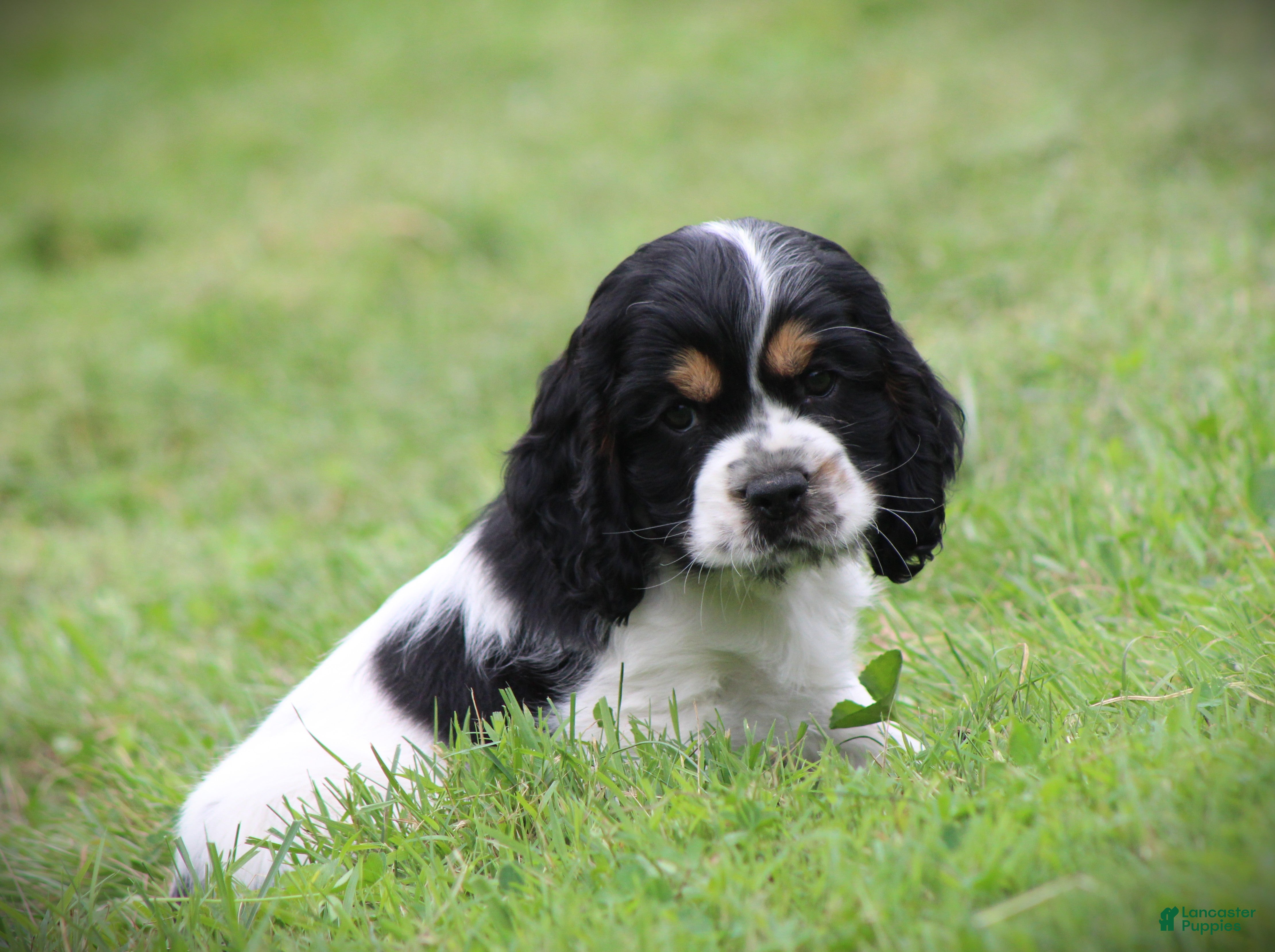 Cocker Spaniel dogs Spruce - Ad 2