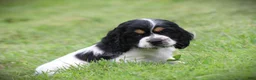 Cocker Spaniel dogs for sale: Spruce - Ad 2