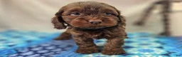 Cockapoo dogs for sale: Lyra - Ad 15