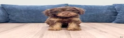 Cavapoo dogs for sale: Bella - Ad 2