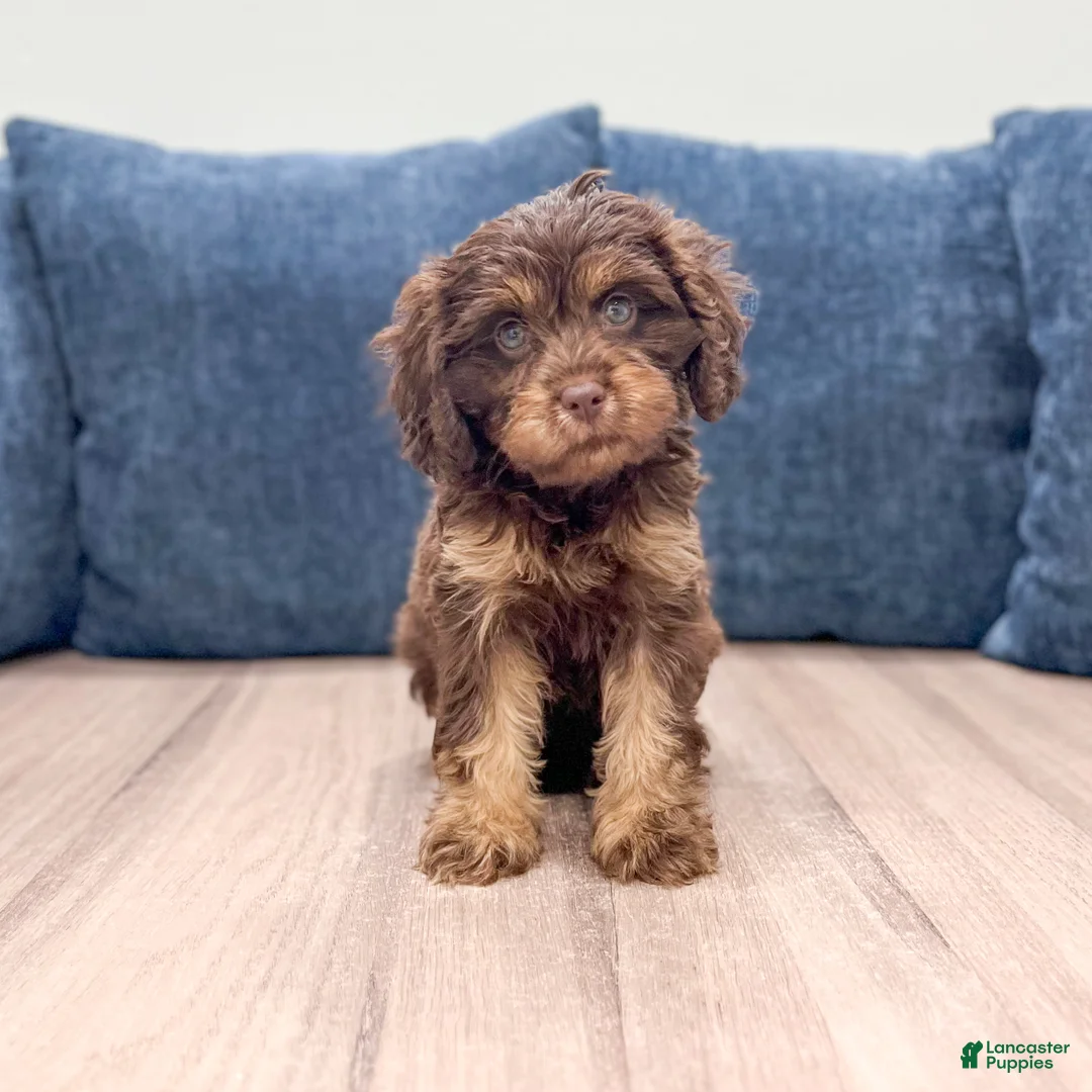 Cavapoo dogs for sale: Bella - Ad 2