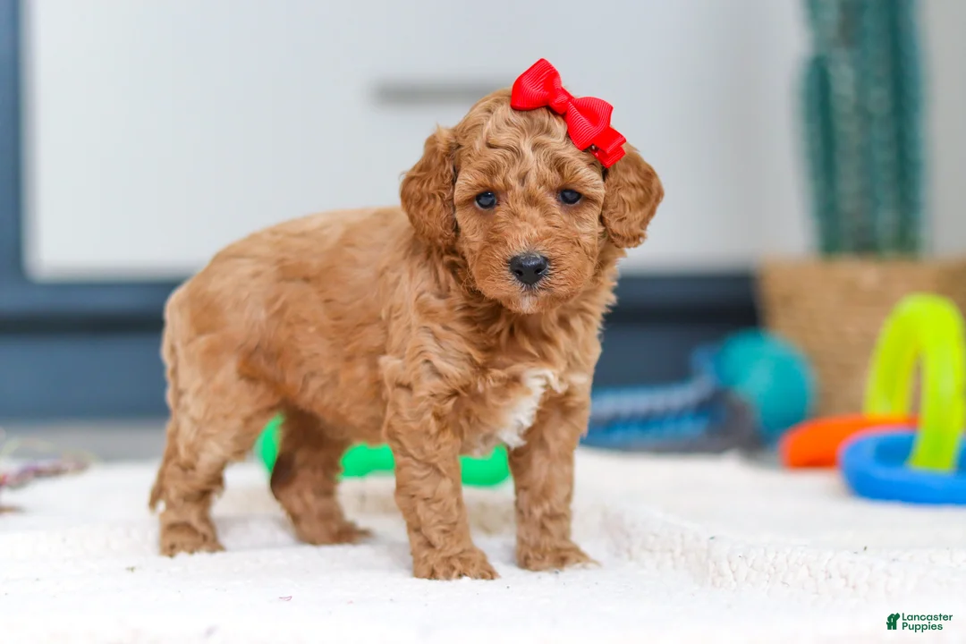 Mini Goldendoodle dogs for sale: Millie - Ad 3