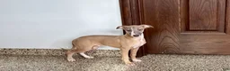 Italian Greyhound dogs for sale: Derek - Ad 2