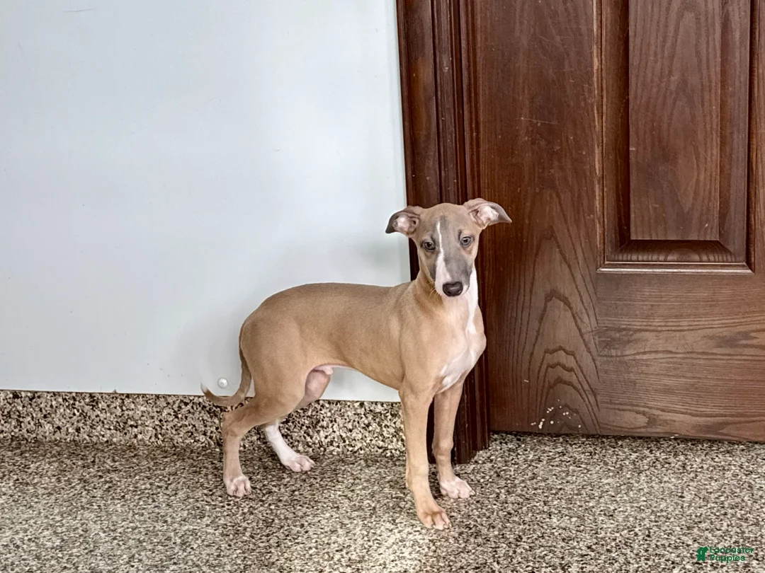 Italian Greyhound dogs for sale: Derek - Ad 2