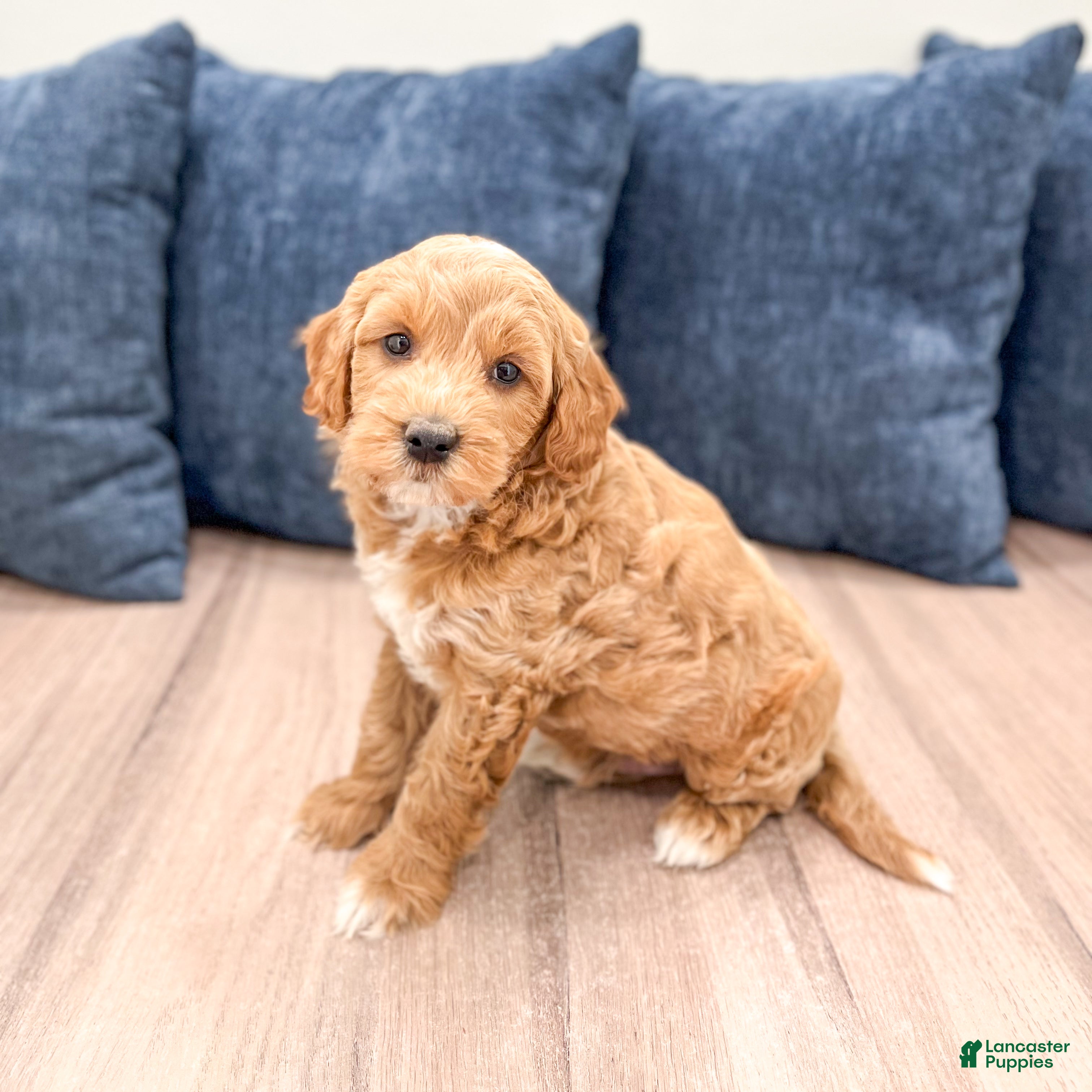 Mini Goldendoodle dogs Bear - Ad 2