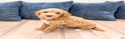 Mini Goldendoodle dogs for sale: Bear - Ad 2