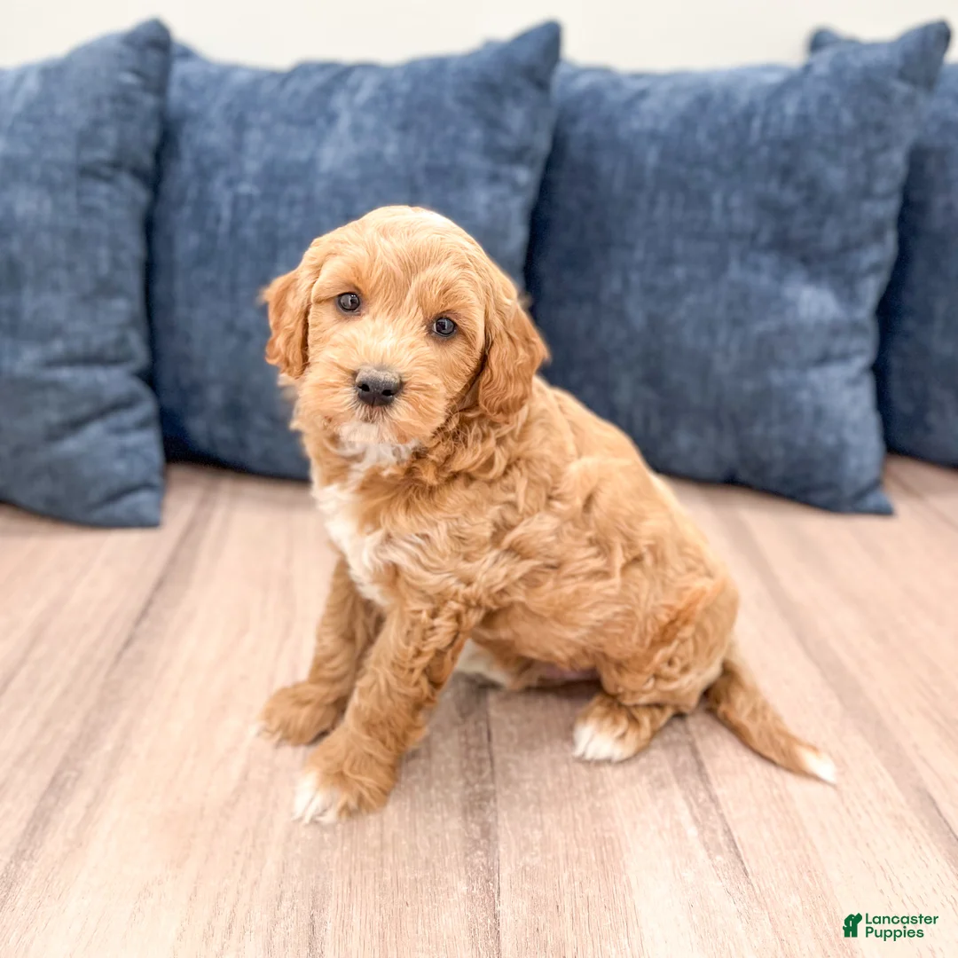 Mini Goldendoodle dogs for sale: Bear - Ad 2