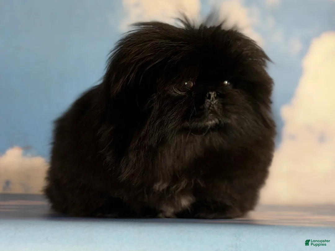 Pekingese dogs for sale: AKC DNA OFA Pablo - Ad 21