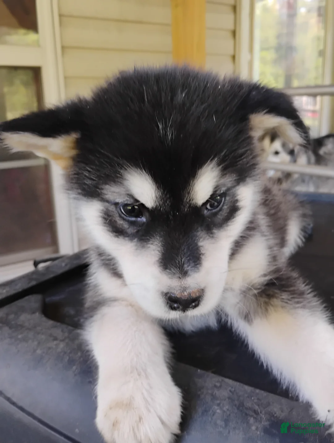 Alaskan Malamute dogs for sale: Alaskan Malamute Puppy 5 - Ad 2
