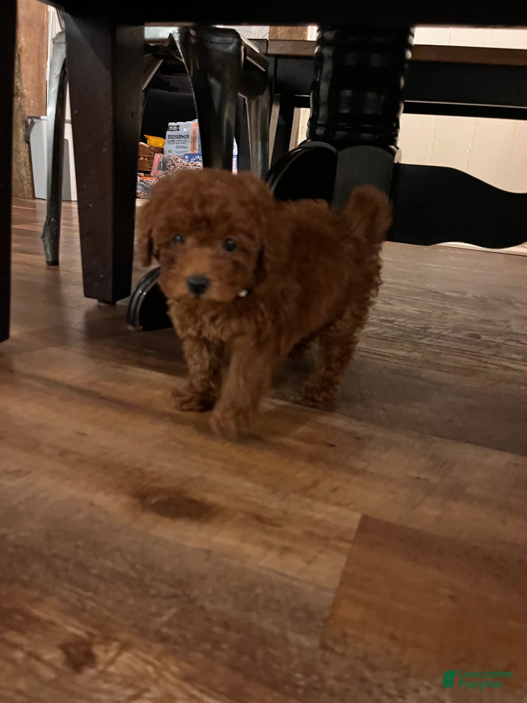 Toy Poodle dogs for sale: Charles  - Ad 4