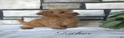 Shihpoo dogs for sale: Tucker - Ad 2