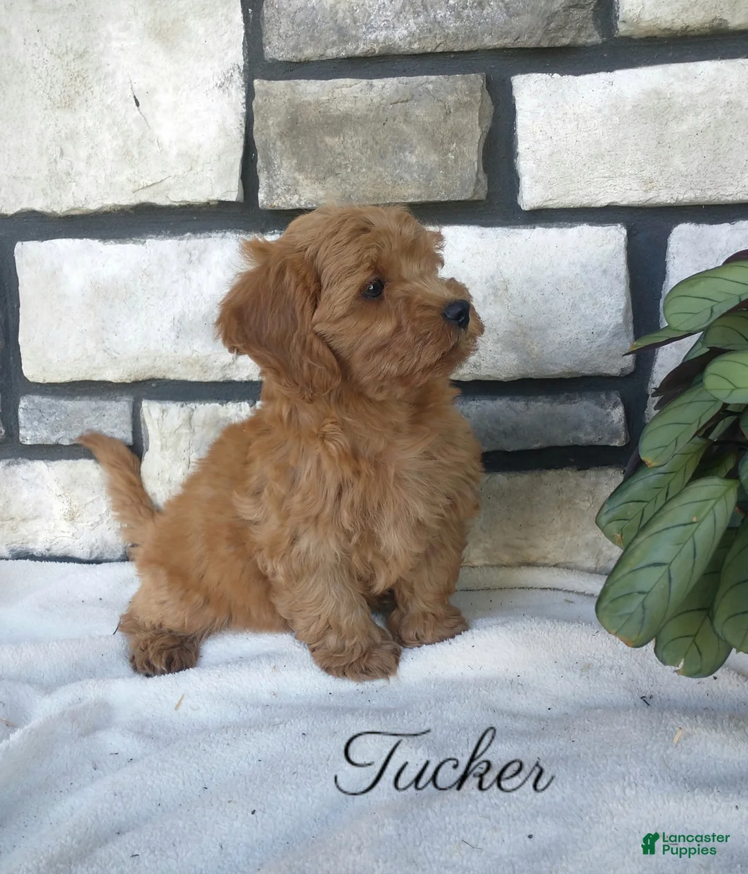 Shihpoo dogs for sale: Tucker - Ad 2
