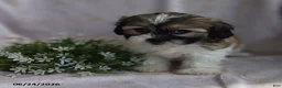Teddy Bear dogs for sale: Emerald - Ad 10