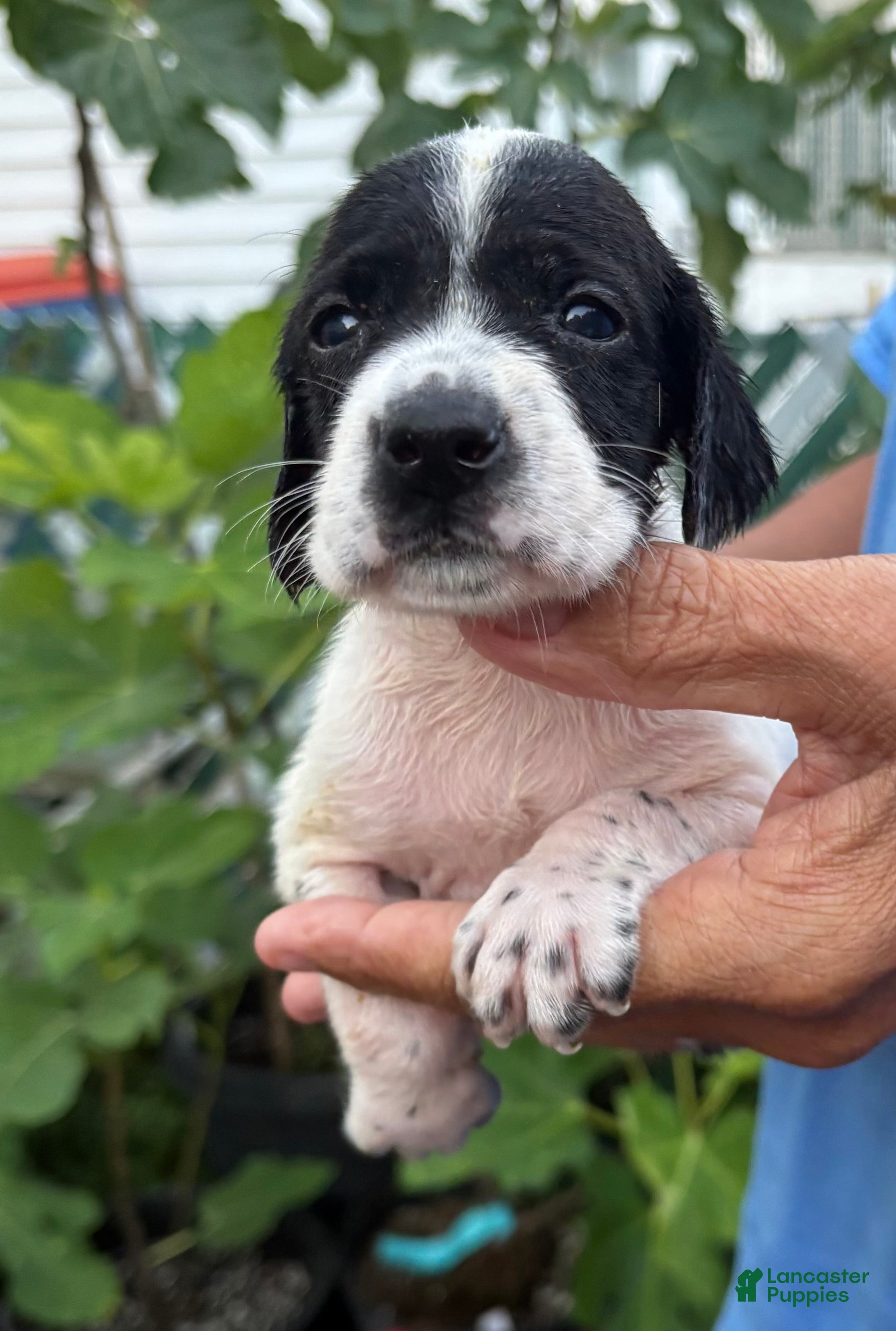 German Shorthaired Pointer dogs German Shorthaired Pointer Female 1 - Ad 2
