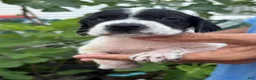German Shorthaired Pointer dogs for sale: German Shorthaired Pointer Female 1 - Ad 2