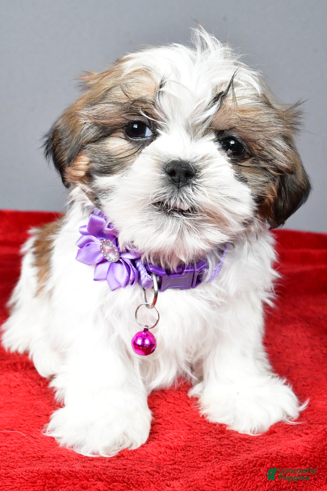 Shih Tzu dogs for sale: Chevel - Ad 8