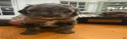 Mini Aussiedoodle dogs for sale: Caramel - Ad 6