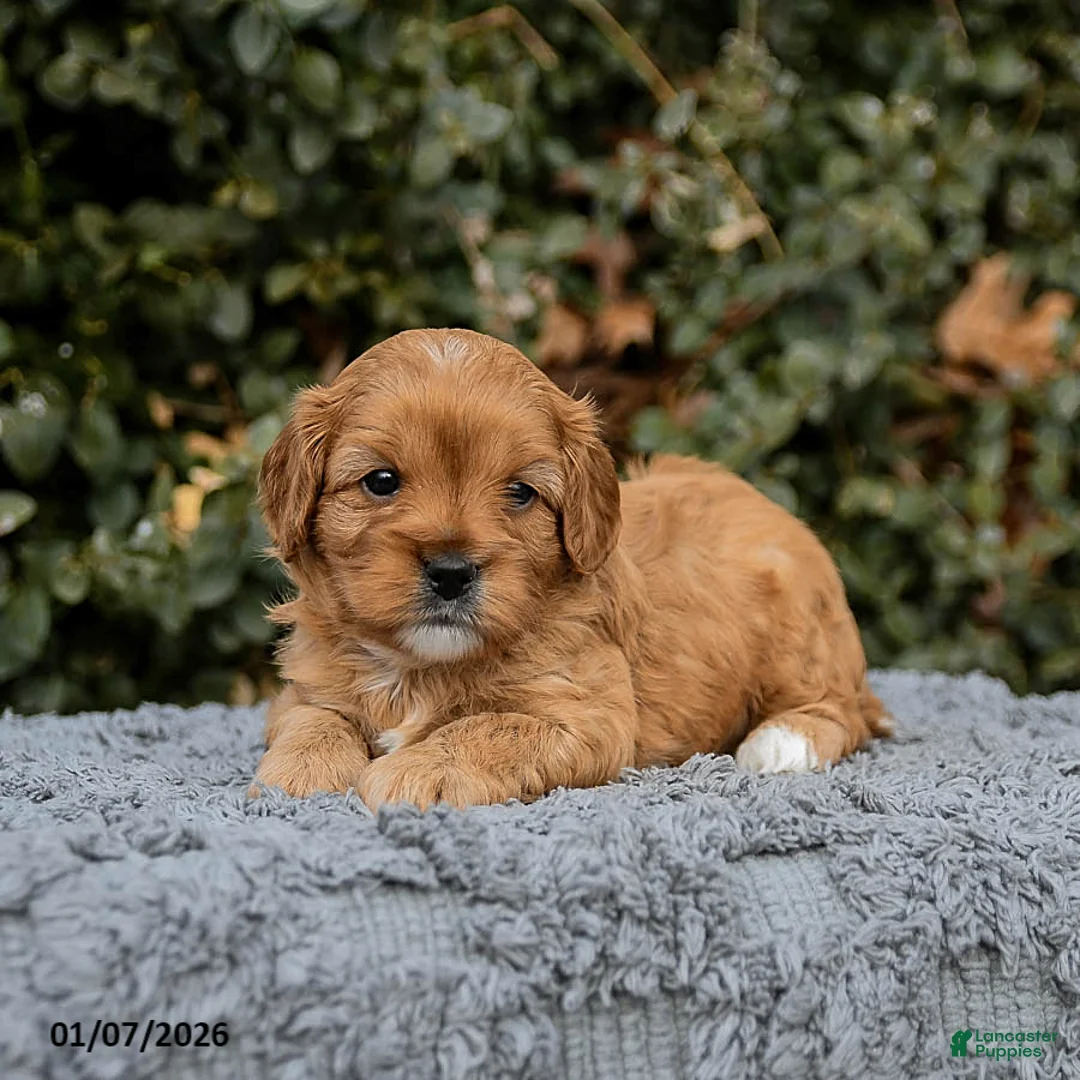 Cavapoo dogs for sale: Maple   - Ad 7