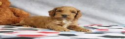 Mini Goldendoodle dogs for sale: Cooper - Ad 4