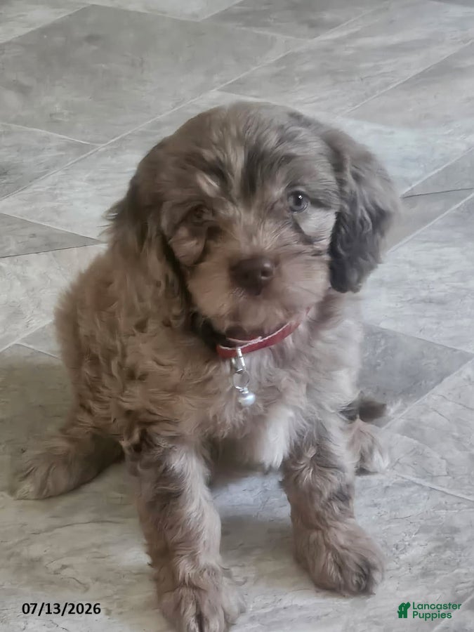 Cavapoo dogs Graham - Ad 1
