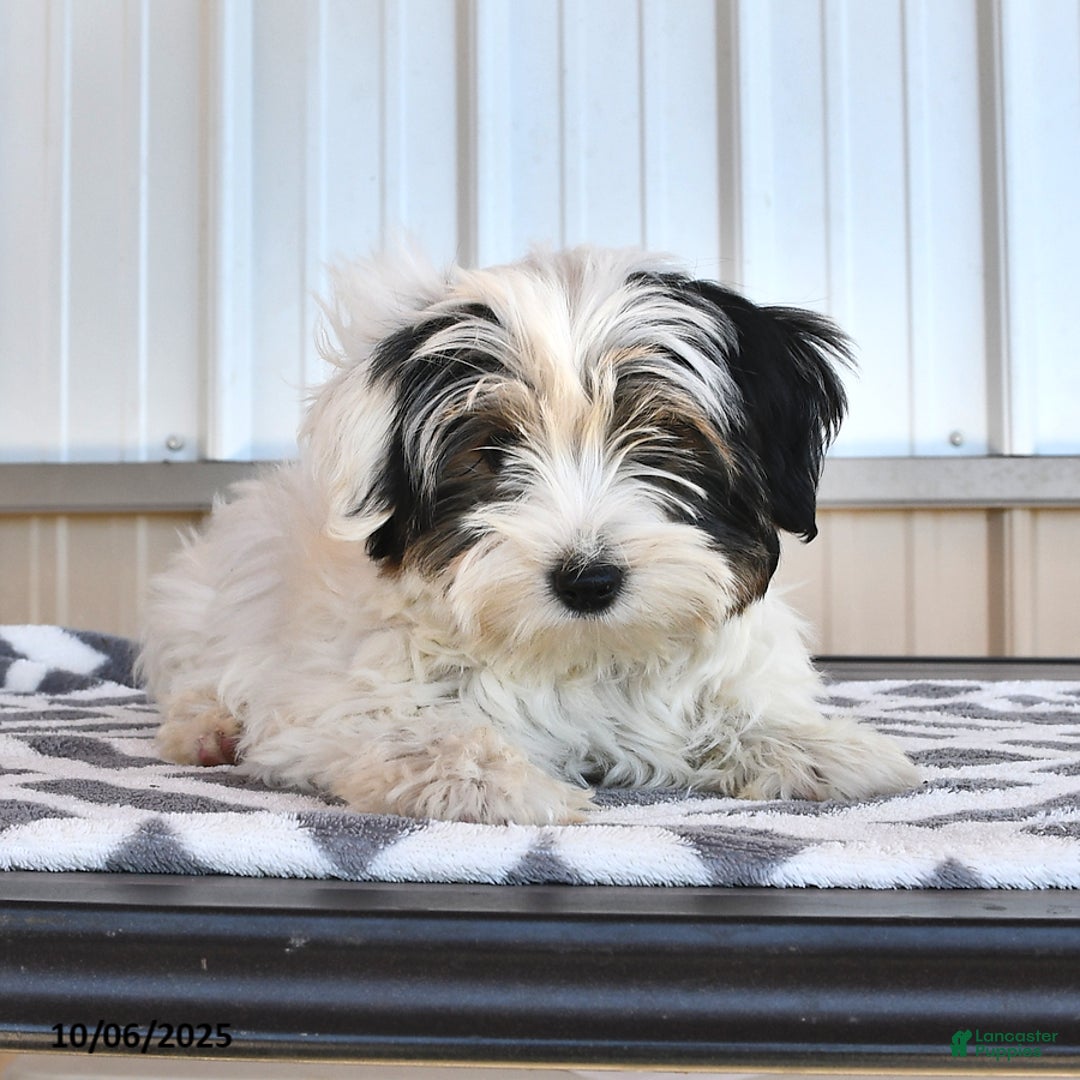 Biewer Terrier dogs for sale: Mervin - Ad 10