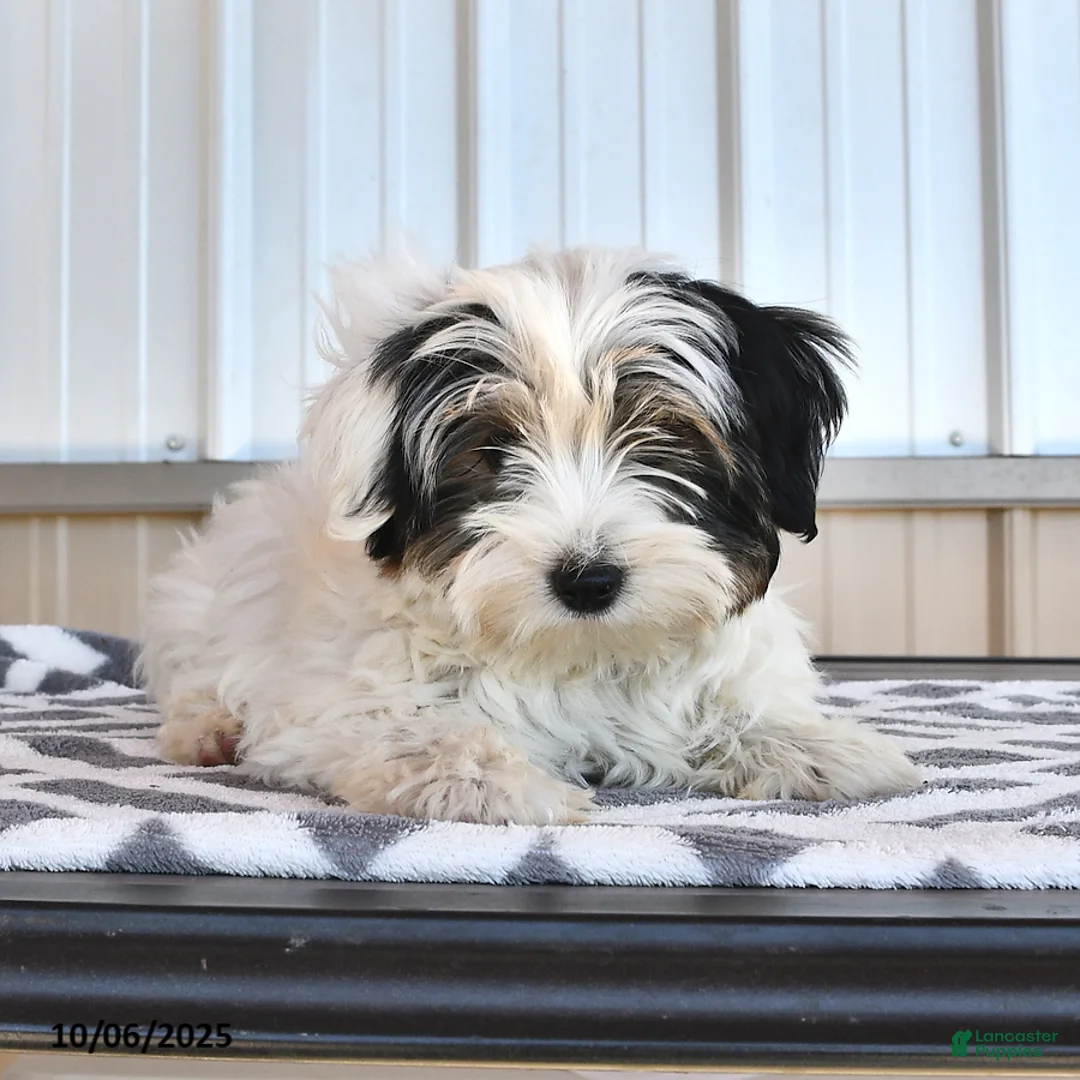 Biewer Terrier dogs for sale: Mervin - Ad 10