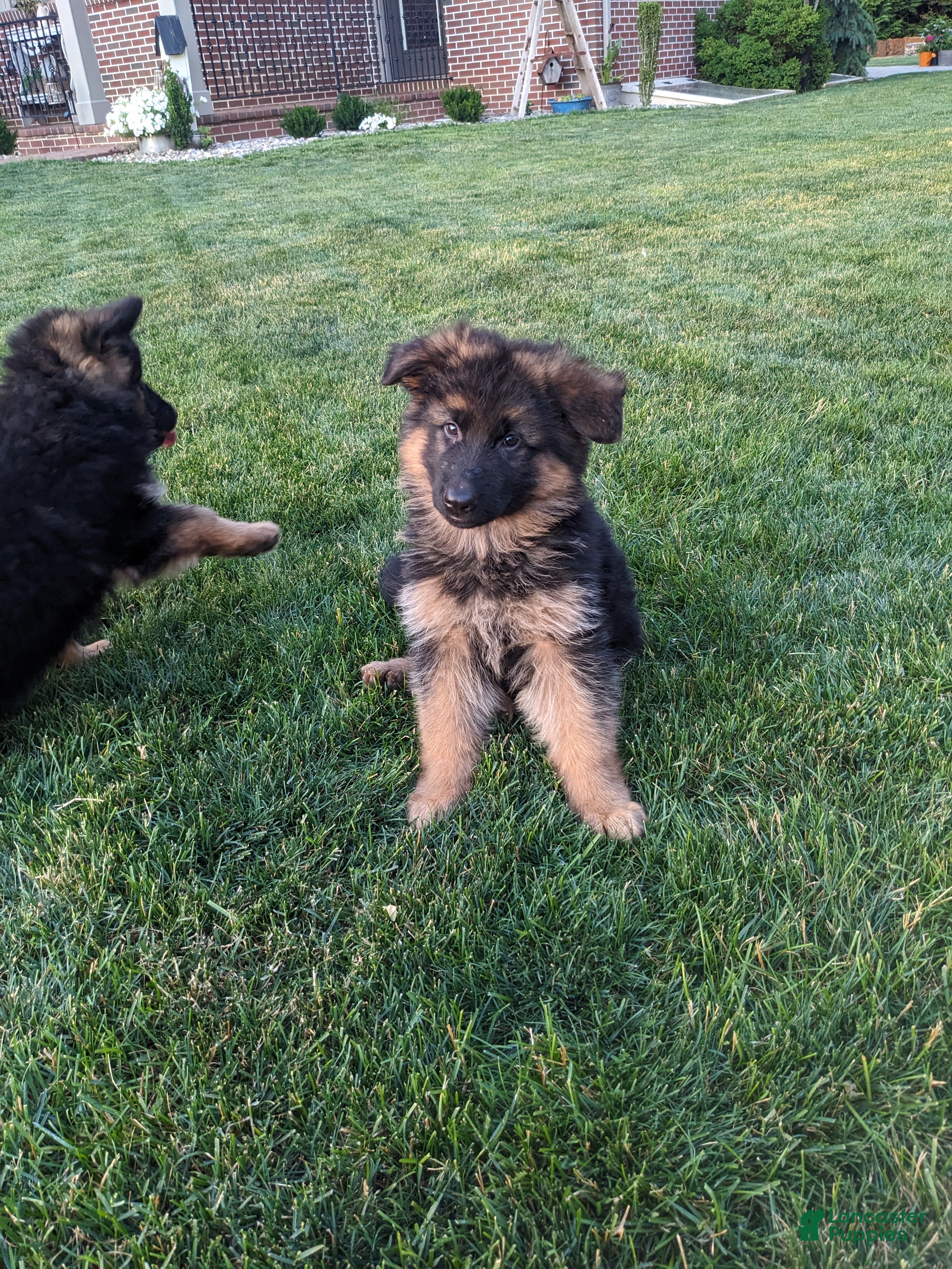 German Shepherd dogs German Shepherd 2 - Ad 2