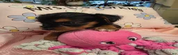 Yorkshire Terrier dogs for sale: Yorkshire Terrier Traditional girl #4 - Ad 3