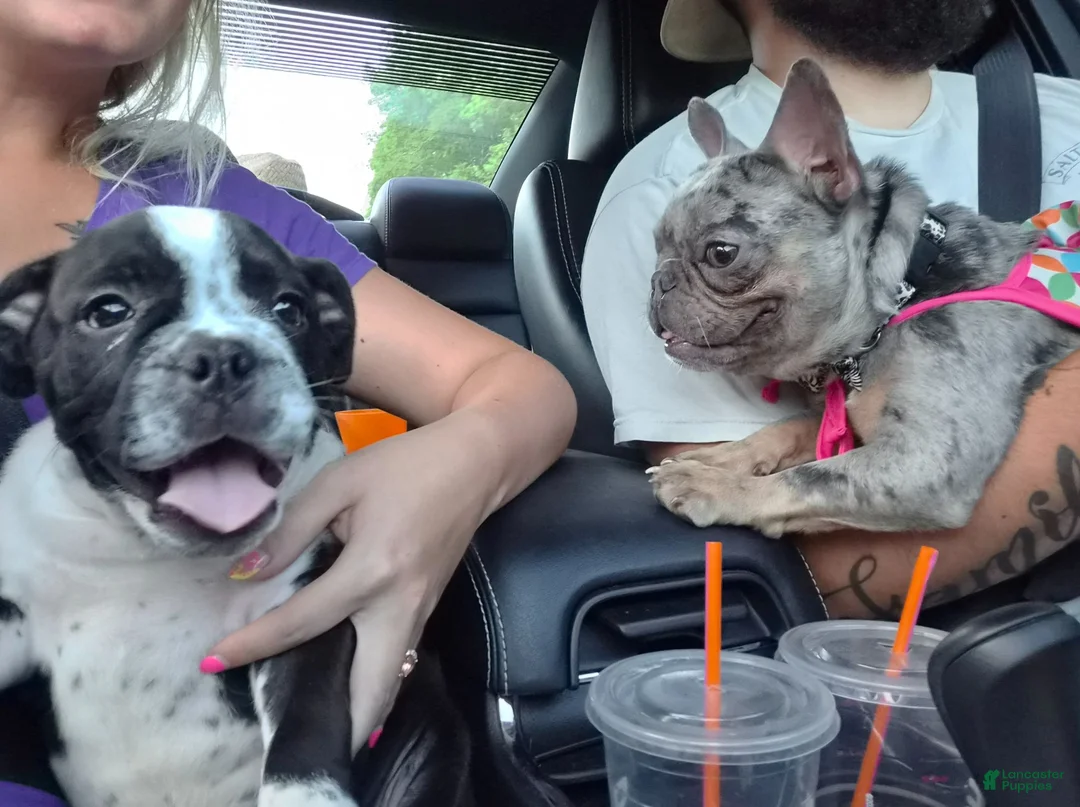 English Bulldog dogs for sale: English Bulldog 1 - Ad 2