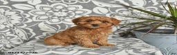 Mini Goldendoodle dogs for sale: Robin - Ad 2