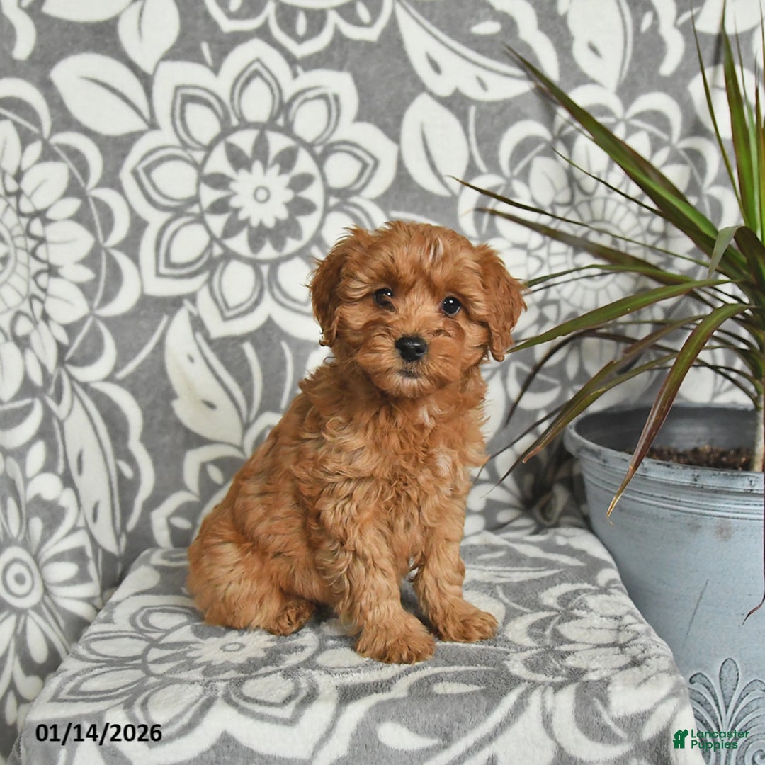 Mini Goldendoodle dogs for sale: Robin - Ad 2