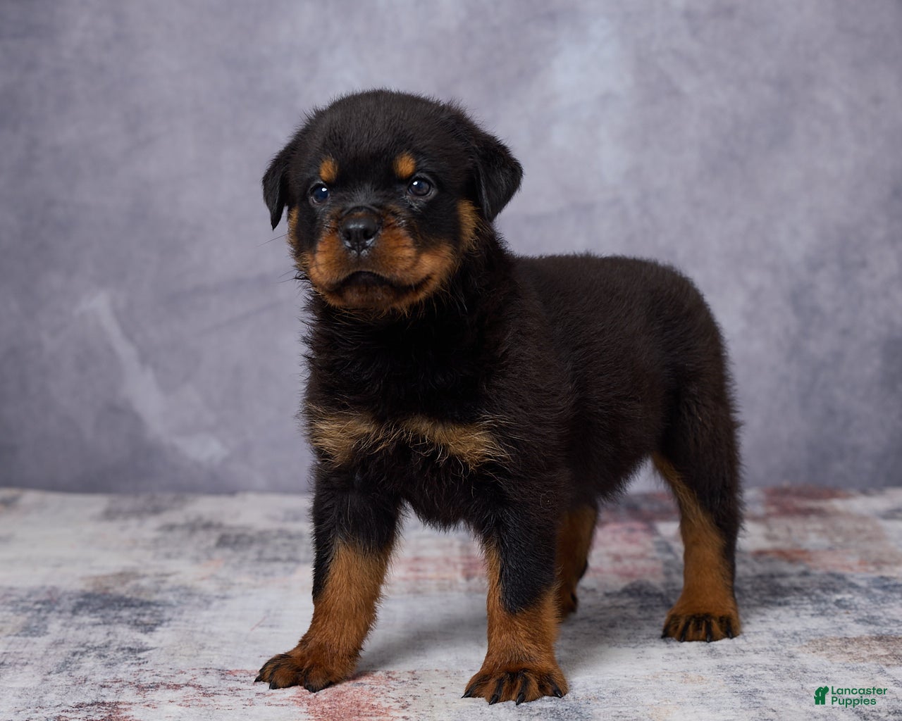 Rottweiler dogs Avery - Ad 2