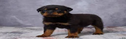 Rottweiler dogs for sale: Avery - Ad 2