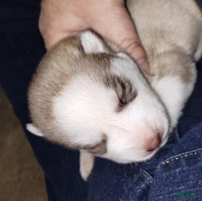 Siberian Husky dogs 3 Éowyn - Ad 1