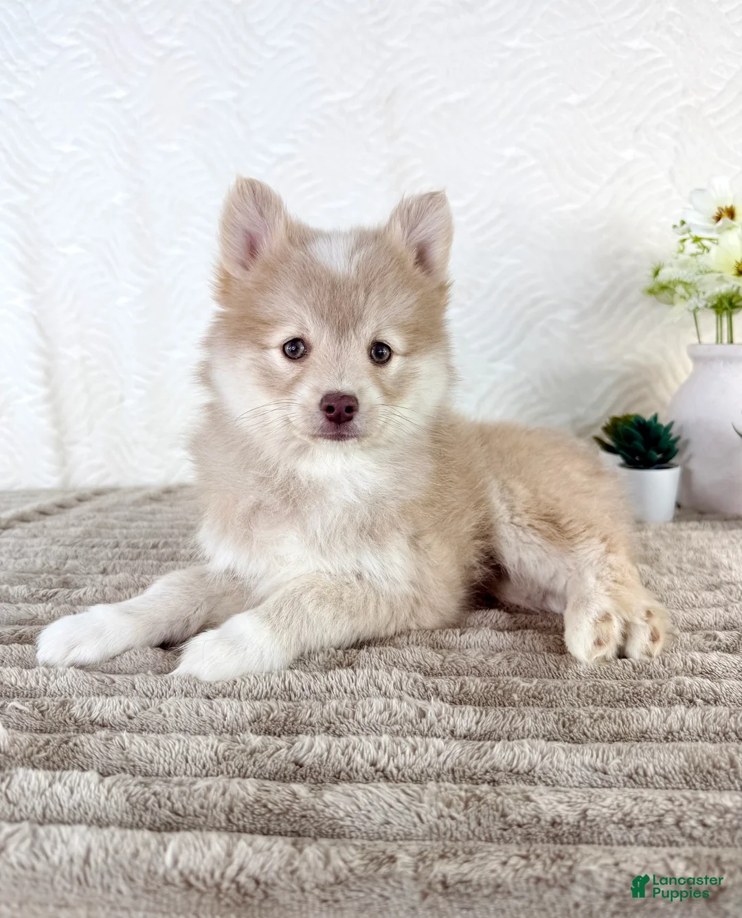Pomsky dogs for sale: Wolfe - Ad 6
