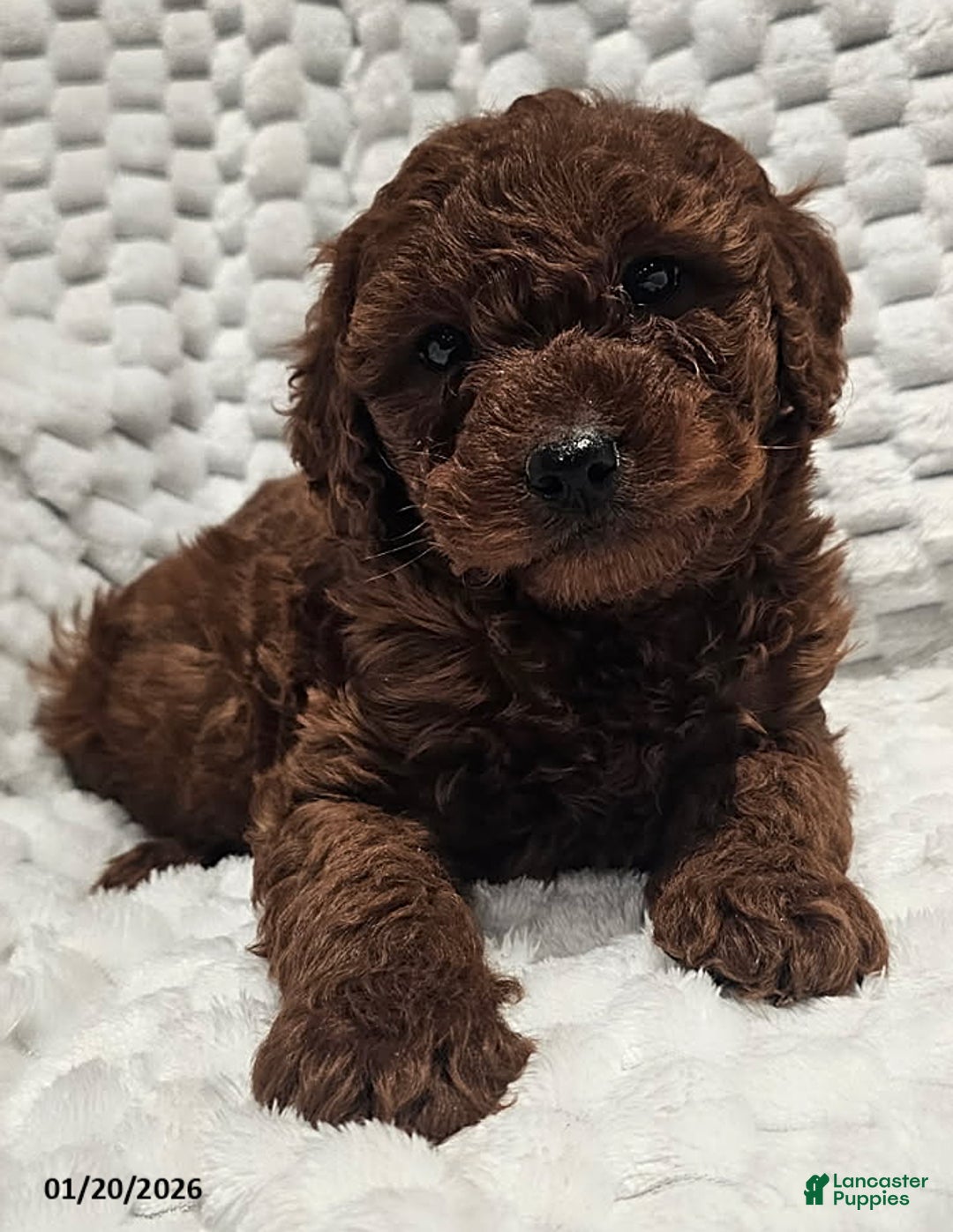 Mini Goldendoodle dogs for sale: Precious - Ad 1