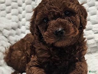 Mini Goldendoodle dogs Precious - Ad 12