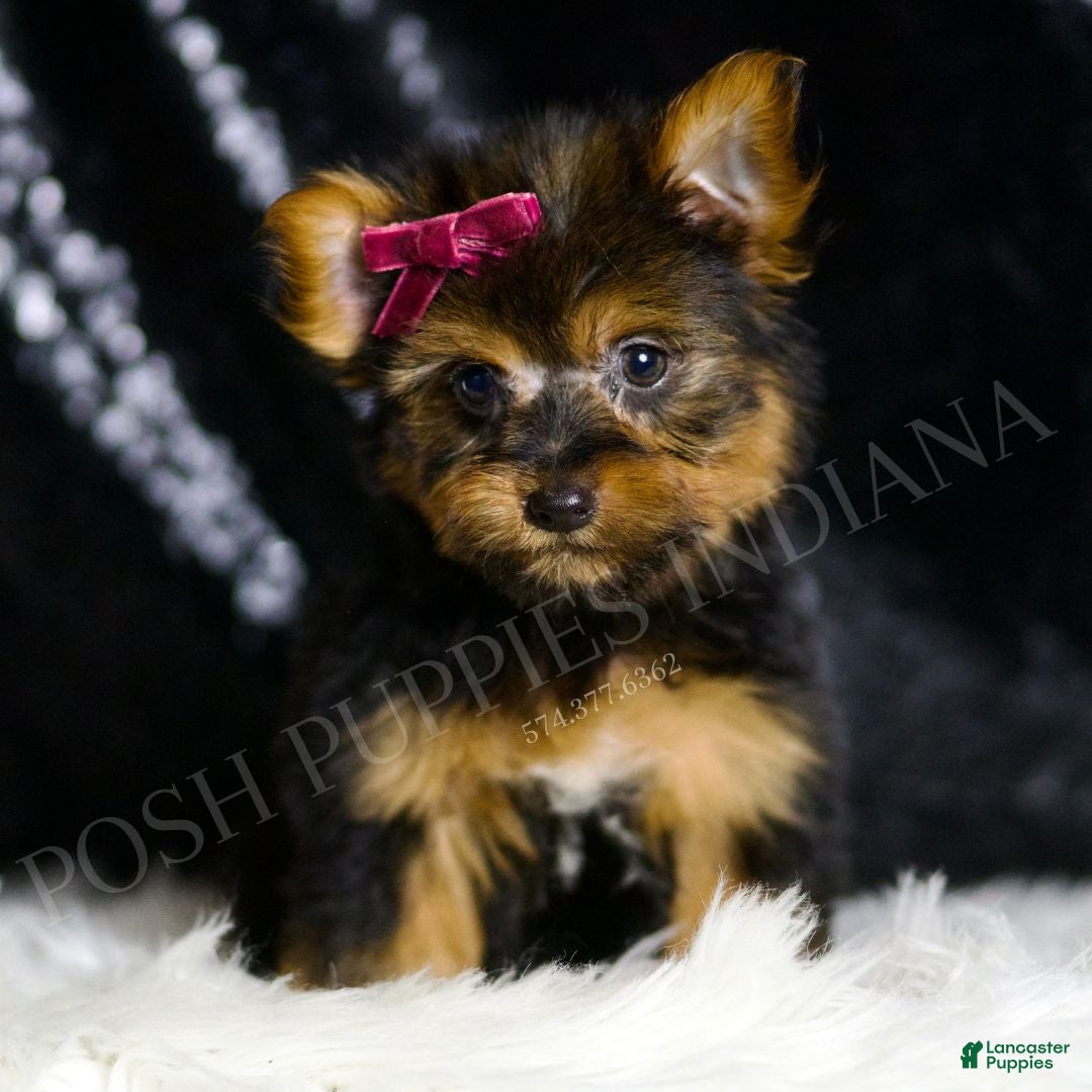 Yorkshire Terrier dogs for sale: Claret - Ad 2