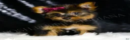 Yorkshire Terrier dogs for sale: Claret - Ad 2