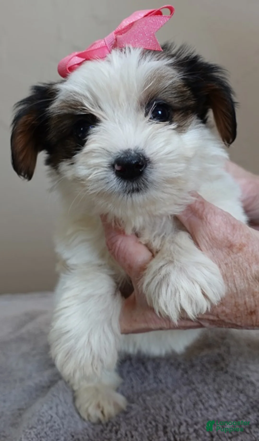 Yorkshire Terrier dogs for sale: Tansy 1 lb 3 ozs - Ad 1