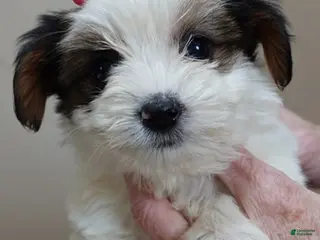 Yorkshire Terrier dogs Tansy 1 lb 3 ozs - Ad 7