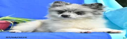 Pomeranian dogs for sale: Mandy - Ad 5