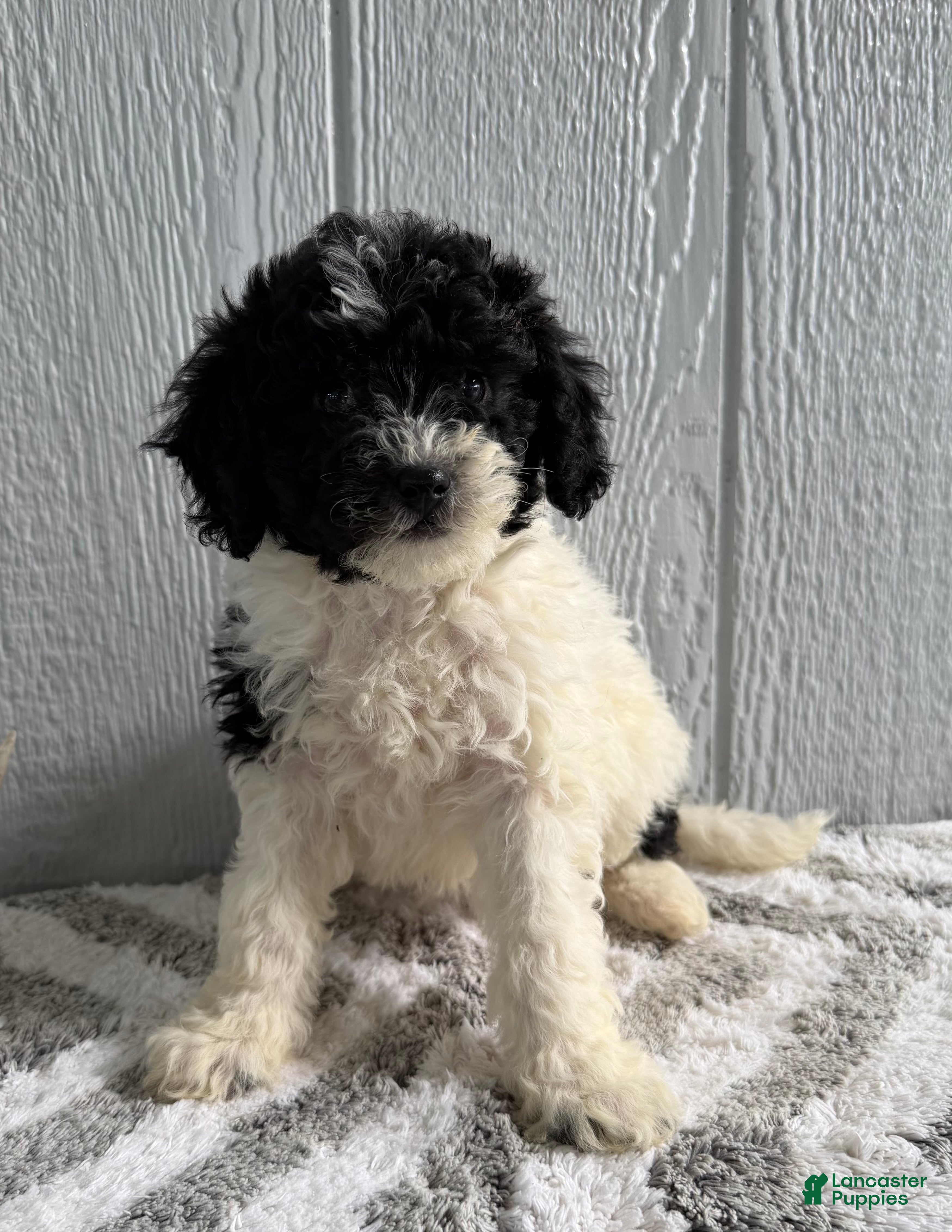 Mini Bernedoodle dogs Lacy - Ad 1