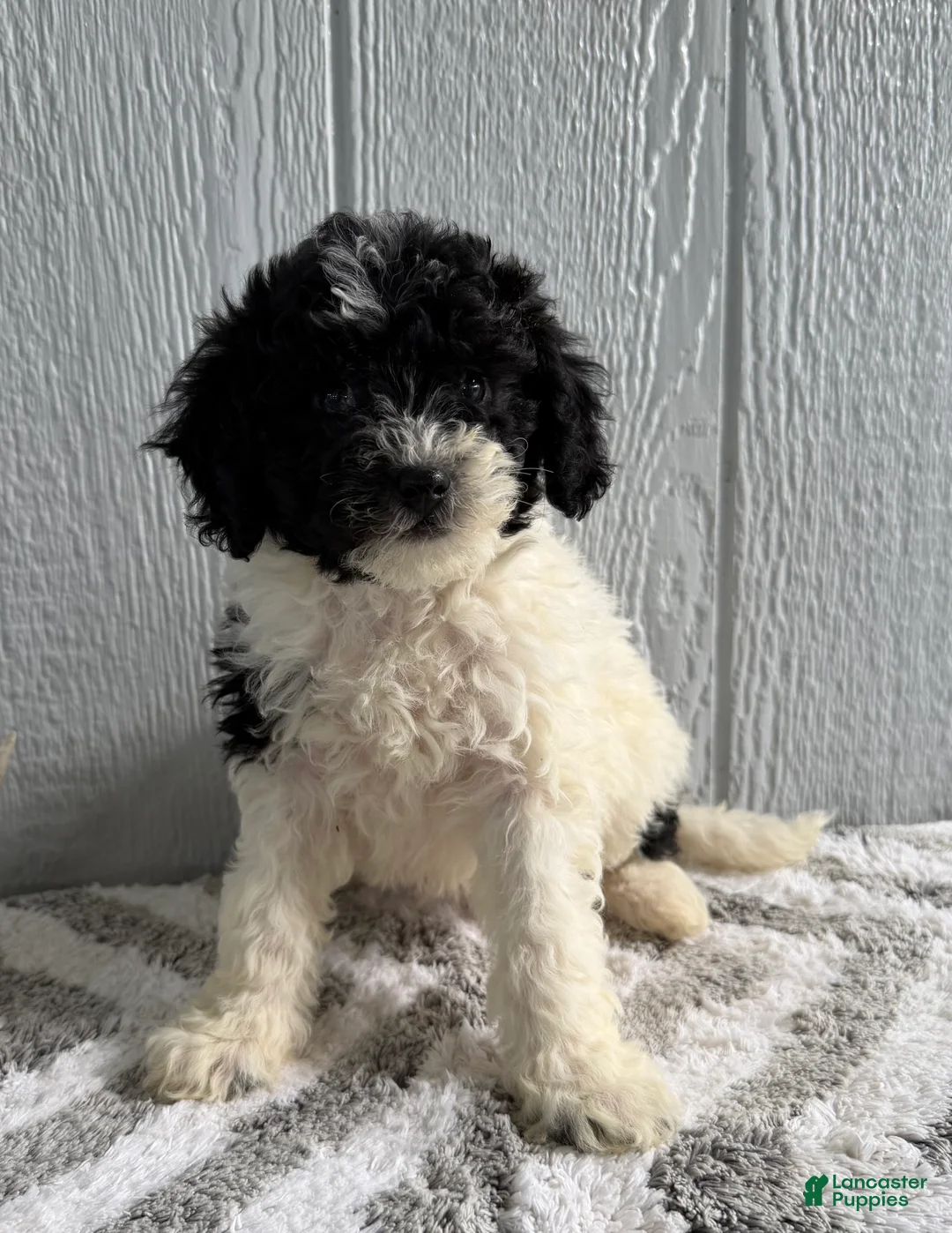 Mini Bernedoodle dogs for sale: Lacy - Ad 1