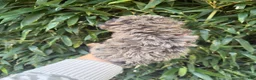 Cockapoo dogs for sale: Cockapoo 1 - Ad 2