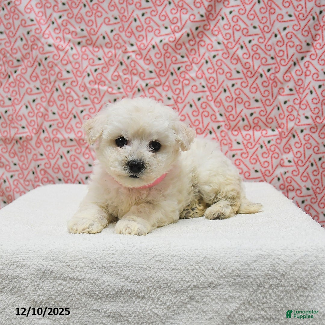Bichon Frise dogs for sale: Paris - Ad 2