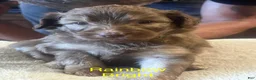 Aussiedoodle dogs for sale: Aussiedoodle 2 - Ad 11