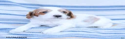 Cavapoo dogs for sale: Max - Ad 3